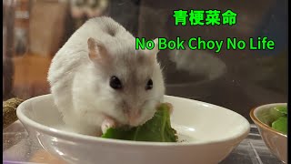 青梗菜が好きすぎるハムスター My hamster loves bok choy so much [upl. by Fredrick286]