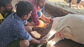 Difficulty in giving Birth in Cow  Dystocia  Obstetrical Operation cow gaushala veterinary [upl. by Acinoreb]