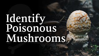 4 Common Poisonous Mushrooms You Need to Know [upl. by Mcferren]