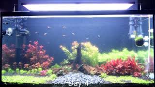 Treating bacterial bloom with UV filter  200 liter aquarium [upl. by Aicram75]