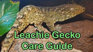 Leachianus Gecko Care Guide Finally [upl. by Finnie]