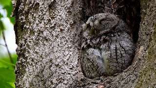 Wonders of May 40  great scenes with 21  different animals 4K Nikon d7500 [upl. by Leff]