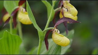 Wilde Orchideen in der Schweiz die Rettung des Frauenschuhs I Ausschnitt einer Doku von NZZ Format [upl. by Nomelif]