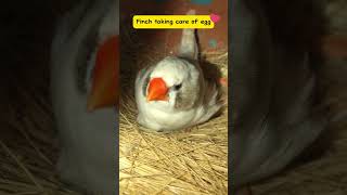 Finch egg per bethi  Zebra finch bird  zebrafinch finch birds bird shorts pets cute [upl. by O'Carroll]