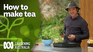 Making homemade green tea using this camellia variety  DIY Garden Projects  Gardening Australia [upl. by Ahsatniuq]