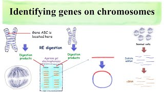 Identifying genes on chromosomes [upl. by Bendicty]