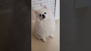 Pomeranian baby Pomeranian silly puppy cute dog [upl. by Nhguavaj]