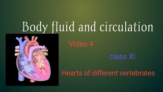 Heart of different vertebrates [upl. by Maretz]