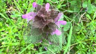 Lamium purpureum March 14 2024 [upl. by Guthrey]