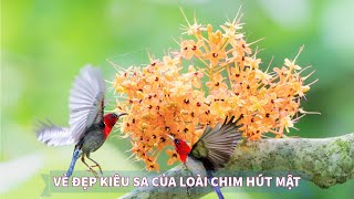 Chim hút mật Việt Nam Episode 1 3  Hút mật Nepan  Hút mật đỏ  Hút mật xác pháo Sách đỏ Việt Nam [upl. by Suoirrad]