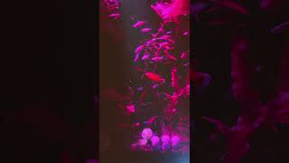 Aquarium tetras onepiece tetra cardinaltetra aquariumfish neontetra howdoesonegetsubs [upl. by Siroval150]