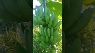 pisang jumbo bangeeet [upl. by Tades]