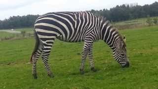 Grants Plains Zebra  Knowsley Safari Park [upl. by Crispin942]