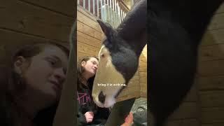 Horse Didnt Trust His Mom Until She Watched Movies With Him  The Dodo [upl. by Litsyrk]