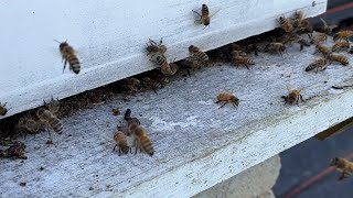 CATCHING FREE HONEY BEES Using Lemon Grass Oil [upl. by Adalia967]