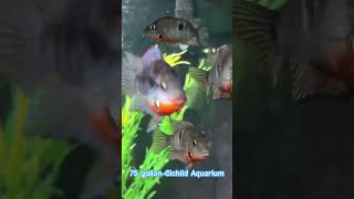 Firemouth Cichlids aquarium fy fishtank aquariumfish pets tropicalfishtankcichlidtankfishies [upl. by Claybourne180]