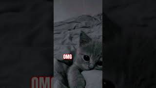 cat taratala lovesongs love taratara musiclove taara automobile song [upl. by Ynnam]