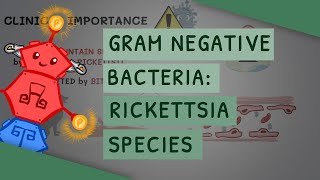 Gram Negative Bacteria Rickettsia species [upl. by Pillsbury]