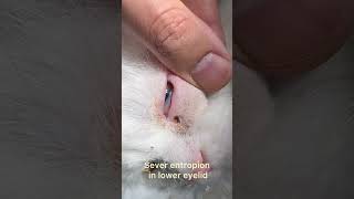 Entropion surgery in lower eyelid in cat [upl. by Judie]