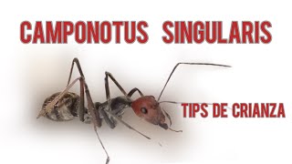 Como cuidar camponotus singularis camponotus hormigas cuidados [upl. by Tsai]