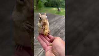 Cute squirrel 🐿️🐿️ funny video ytshortsshortvideotrending [upl. by Teddie]