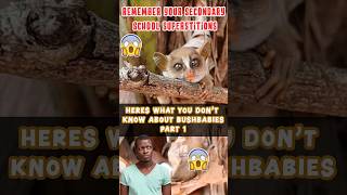 Heres what you dont know about bushbabies Part 1 bushbaby galago primaterescuecenter [upl. by Catriona]