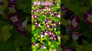 夏堇 Torenia fournieriflowers taiwan 202465 [upl. by Coppinger]