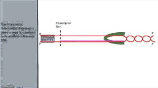 RNA Transcription [upl. by Enrica]