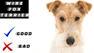 Wirefox terrier Pros And Cons  The Good And The Bad [upl. by Beniamino]