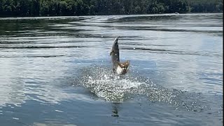 BIG MUSKY…BIG BASS 6324 Leesville Lake Ohio [upl. by Dylane]