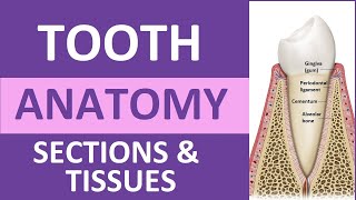 Tooth Anatomy Structure amp Tissues  Crown Neck Root Dentin Cementum Enamel Pulp [upl. by Yasmine]