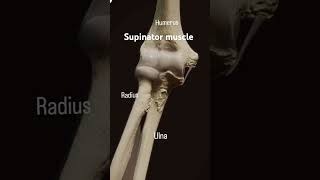 The supinator muscle originate from the lateral epicondyle of humerusanatomy mbbsabroad doctor [upl. by Nnylatsyrk]