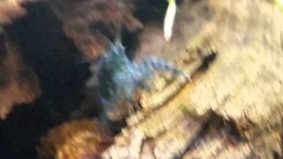 Dwarf Blue Crayfish cambarellus diminutus blue [upl. by Bennett547]