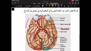 شرح محاضرة Neuronal Pathways for Vision في الفسلجة [upl. by Oster428]