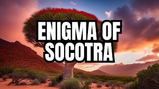 Discover Socotra The Enigmatic Galapagos of the Indian Ocean [upl. by Whitehouse]