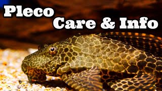 Pleco Care and Information Hypostomus Plecostomus  Common Pleco [upl. by Koral]