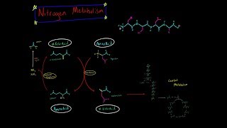 Nitrogen Metabolism Transamination and Deamination EVERYTHING YOU NEED TO KNOW BIOCHEMISTRY MCAT [upl. by Baram]