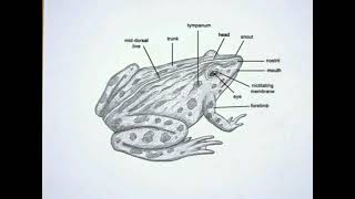 A diagrammatic of frog 🐸🐸🐸Mendhak ka diagram 🐸🧖‍♀️handmade structure 😎👍👍👍 [upl. by Ecitnirp]