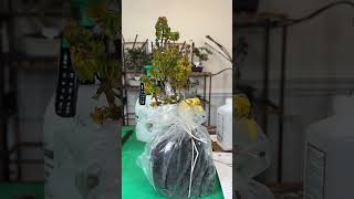 Gossler Farms Japanese Maple Unboxing maplenutz japanesemaple gardening [upl. by Coats575]