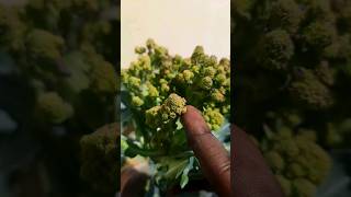 Growing Romanesco broccoli at home TIMELAPSE [upl. by Roer]