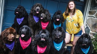 Woman Owns NINE Newfoundland Dogs  Localish [upl. by Elwaine]