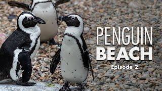 Penguin Beach  Episode 2 – Bonds Fierce and Fragile [upl. by Megen]