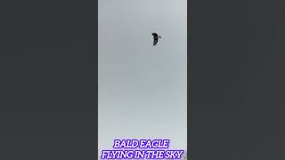 BALD EAGLE FLYING IN THE SKY fyp [upl. by Erdnaet]