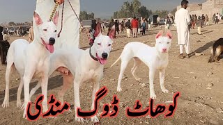 Kohat Dog Mandi 14 January 2024 ki new video or Dogs ki kimato me bhat kami [upl. by Dennison]