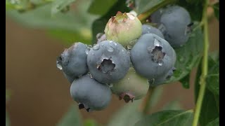 Blueberry Festival in full swing starting Friday [upl. by Edy]