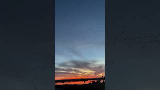 Snow Geese flight at Salton Sea [upl. by Avis]