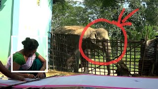 Two women are weaving and a herd of wild elephants is passing close behind them [upl. by Enelhtac]