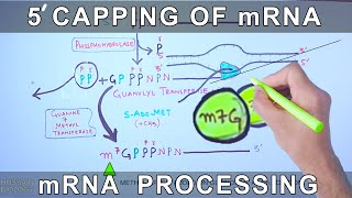 5 Prime Capping of mRNA  Eukaryotic mRNA Processing [upl. by Haya]