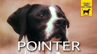 IL POINTER trailer documentario [upl. by Leschen]