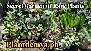 RARE PLANT HUNTING IN KAWIT CAVITE  AFFORDABLE AND BUDGET FRIENDLY PLANTS FOR SALE [upl. by Niwri437]